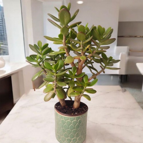 Jade plant money tree - plant,