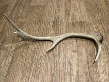 Large Red Deer Stag Antler Horn