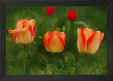 Tulips Framed Wall Art Poster