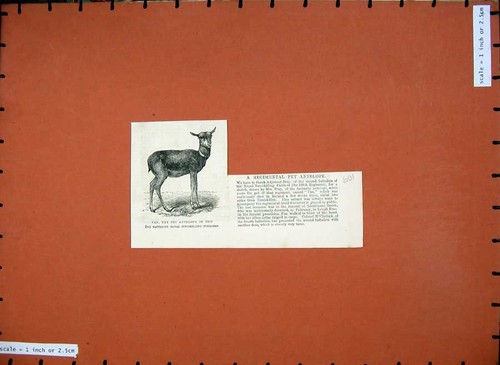 Old antique print 1882 - print,