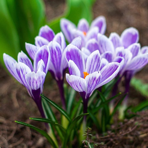 King the striped crocus - king, 25