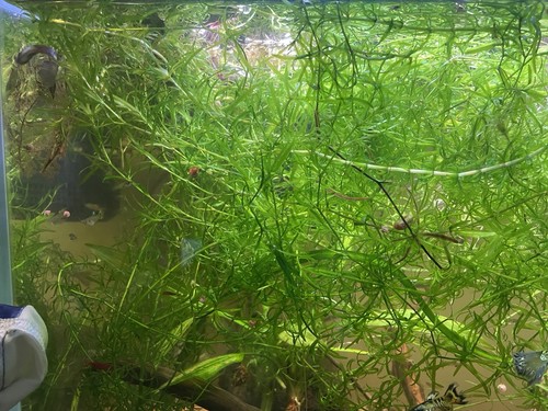 12g live guppy grass - live,