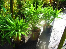 3ft inc. pot  Hardy Palm Tree Trachycarpus fortunei, 15litre, MULTI-TRUNK