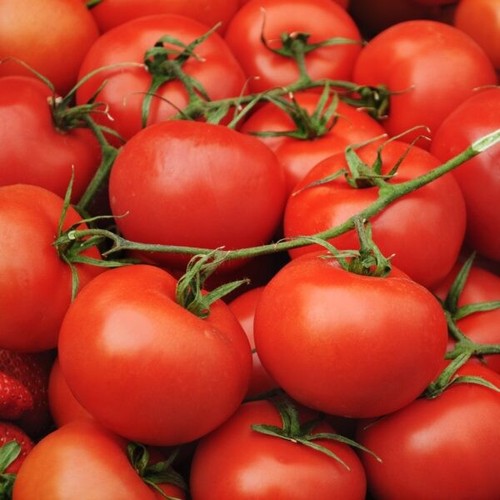 Tomato moneymaker plant plugs - moneymaker,