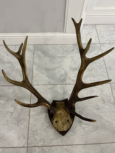Scottish red deer antlers - scottish,