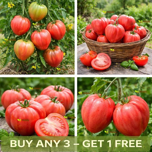Vegetable tomato seeds - seeds, |