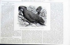 Original Old Antique Print