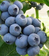 2 x Blueberry Plants  'Chandler' - Vaccinium Bushes in 9cm Pots - High Yielding