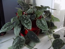 5 plants Satin Pothos Indoor House Plant ,rooted cuttings Leaf 