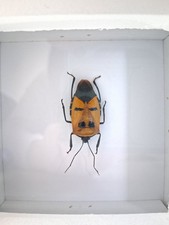 Man Faced Stink Bug beetle