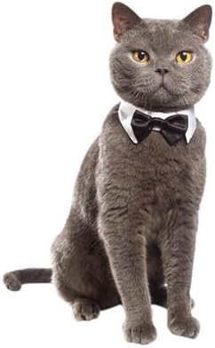 White black bow tie cat - tie,