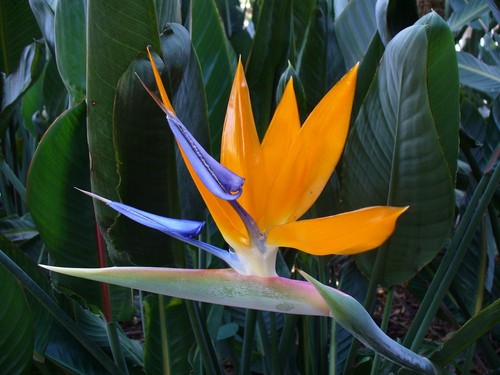 Strelitzia reginae bird of - strelitzia,