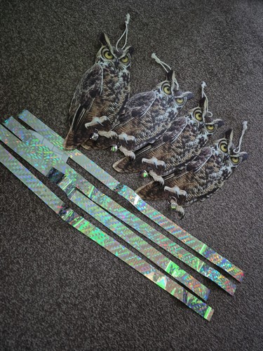 Owl garden bird - owl,