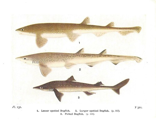 Beautiful dogfish fish book - dogfish,