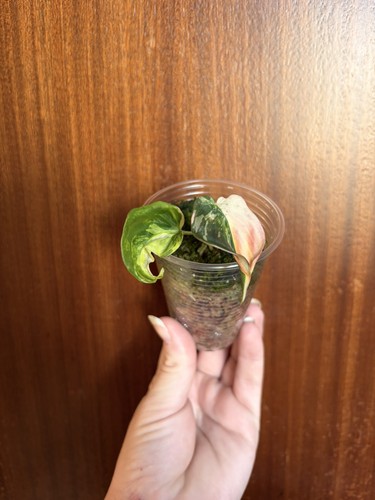 Philodendron micans variegated - micans,