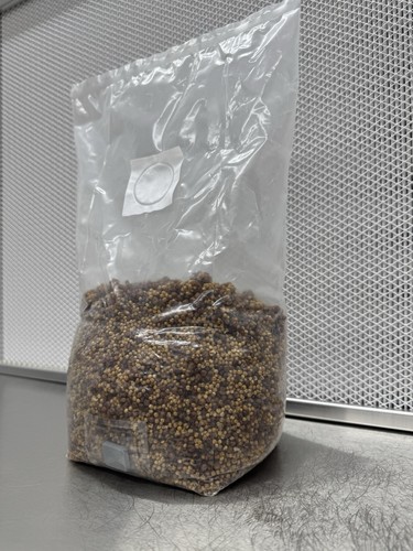Sterile milo millet - sterile, grain