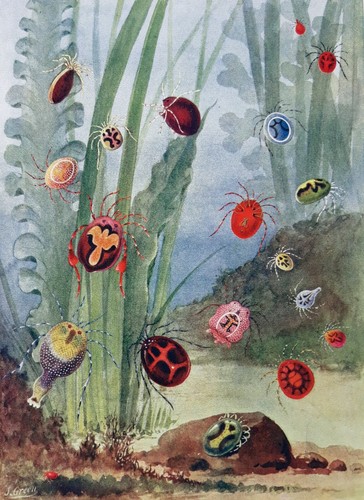 Water mites flea beetles - mites,, flea,