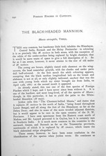 Original Old Antique Print Black-Headed Mannikin Male White-Headed Female 1899