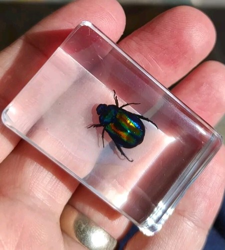 Real beetle bug insect - real,