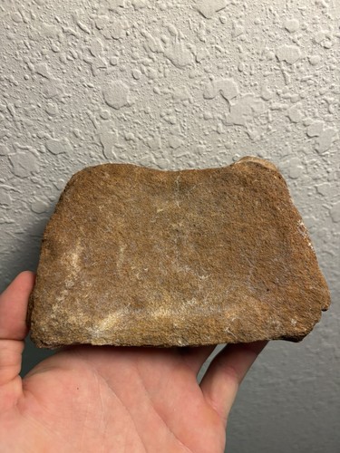 Whale neck vertebra fossil - neck,