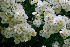 PRE ORDER - RAMBLING RECTOR - White Rambling Rose - Bareroot