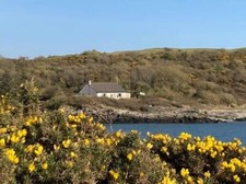 Dog friendly beachside - dog,