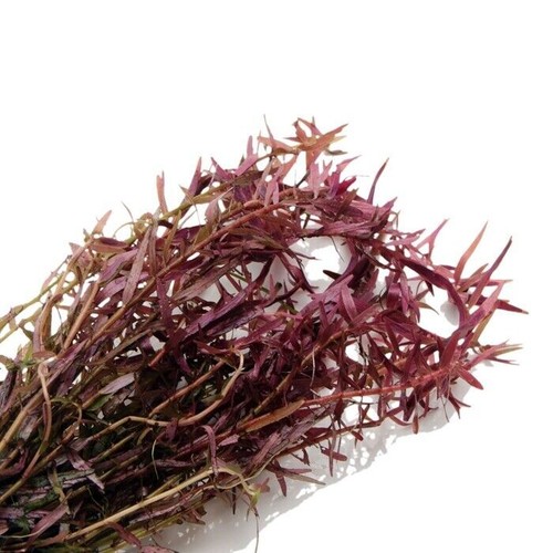 Rotala stems live - rotala, h'ra