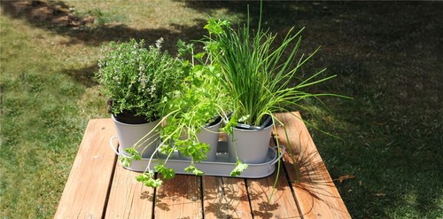 3pc herb pot set 330mm - herb,