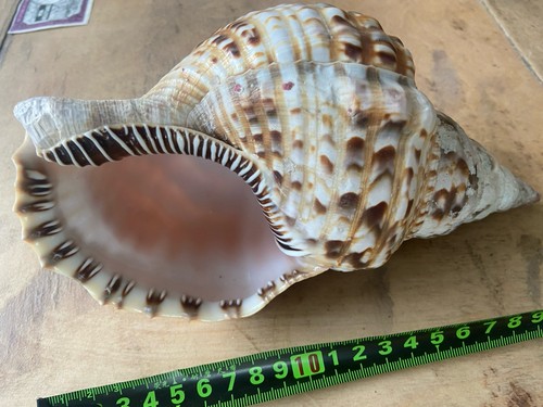 Triton trumpet sea snail conch - trumpet,