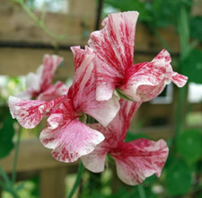 10 America Sweet Pea Seeds -