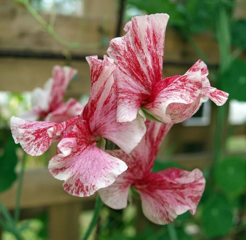 America sweet pea - america,
