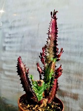 CLEARANCE: Euphorbia Trigona
