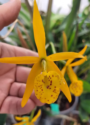 Rare cattleya rlc siam - rare, rlc.