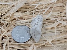 Permineralized Fossil T-Rex Tooth