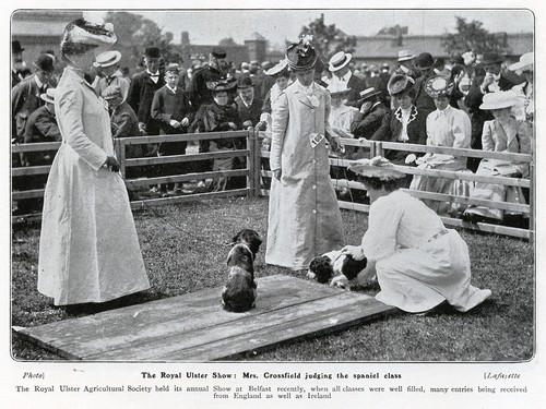 Spaniel international gun dog - gun,