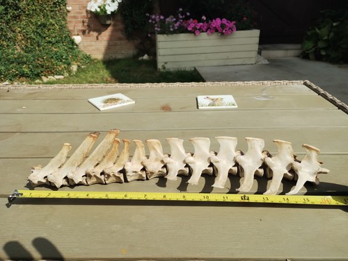 Fallow deer bones for - deer, (spine)