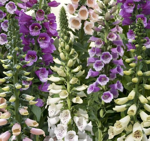 Foxglove dalmatian mixed - 'dalmatian, mixed'