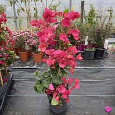 Bougainvillea Cerise/Red