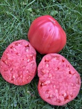 Heirloom Tomato Seeds -Work