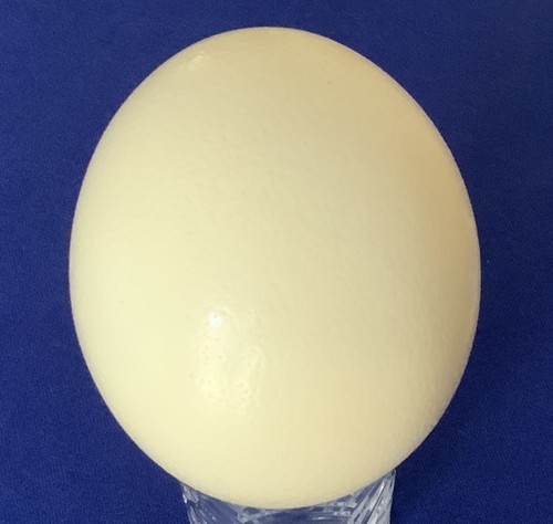 Ostrich egg cm - 15.5,
