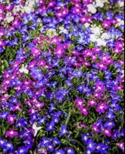 6 Lobelia String Of Pearls Mix