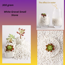 White Gravel Small Stone Plant