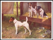 Smooth fox terrier dogs - terrier, at