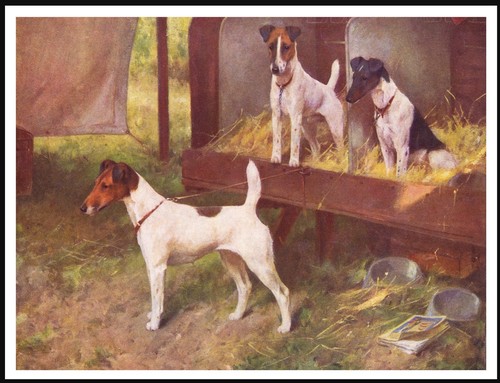 Smooth fox terrier - smooth,