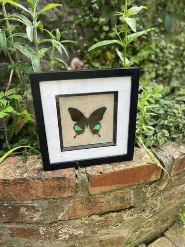 Beautiful emerald swallowtail - beautiful,