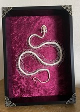 Large White- Lipped Pit Viper