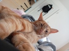 Please Donate To My Cat To