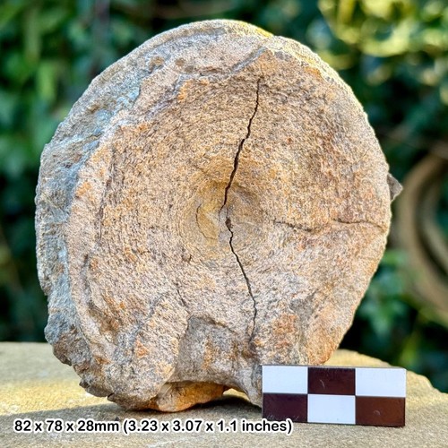 Rare ichthyosaur vertebra - rare:,