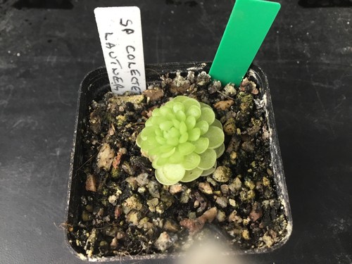 Pinguicula coll lautner - coll.,