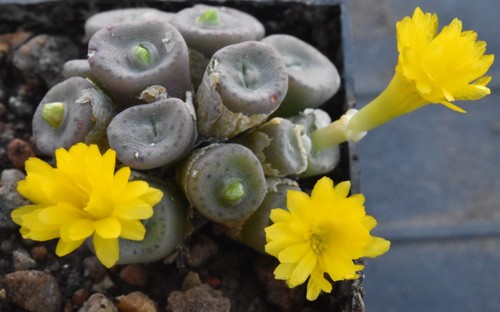 Conophytum smaleorum 1788 - smaleorum, r&y